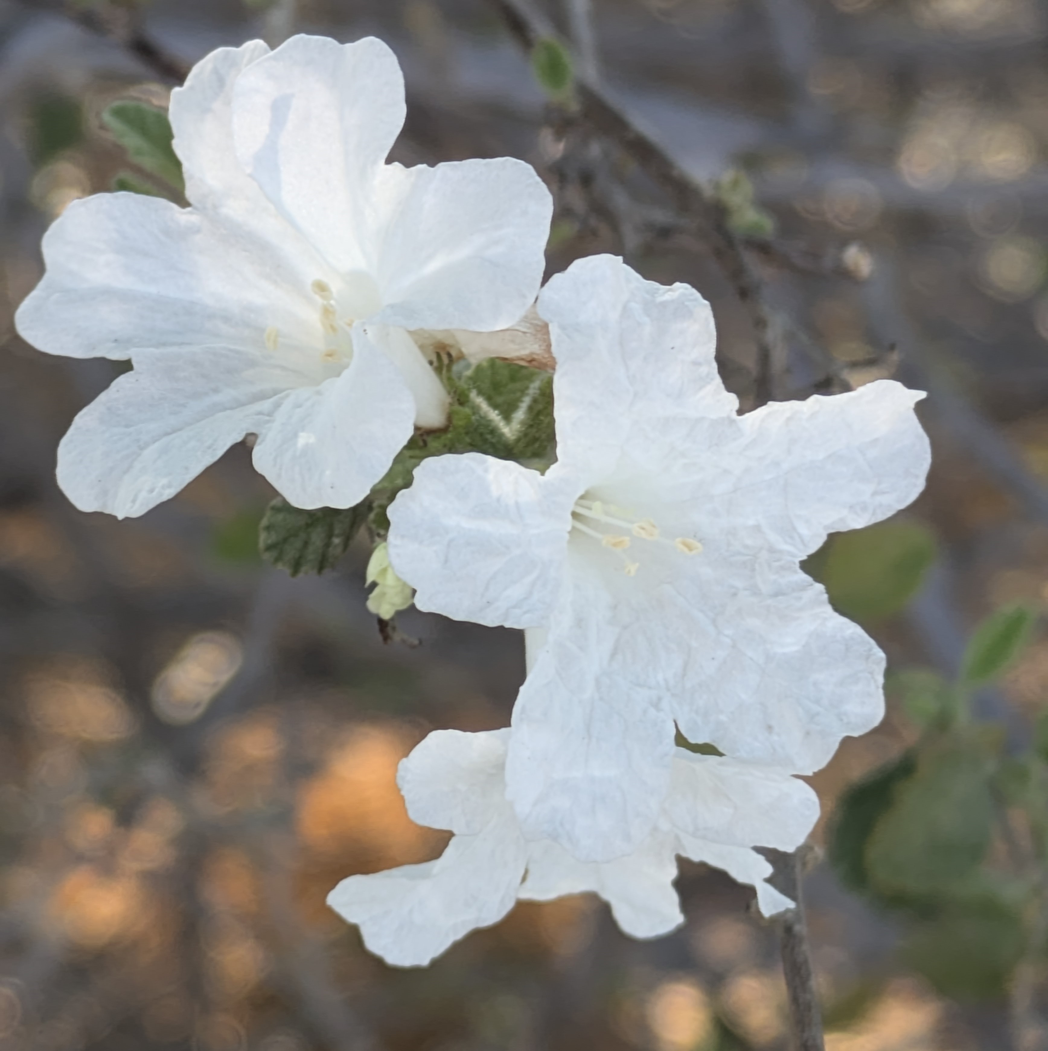 white flowers of little leaf cordia