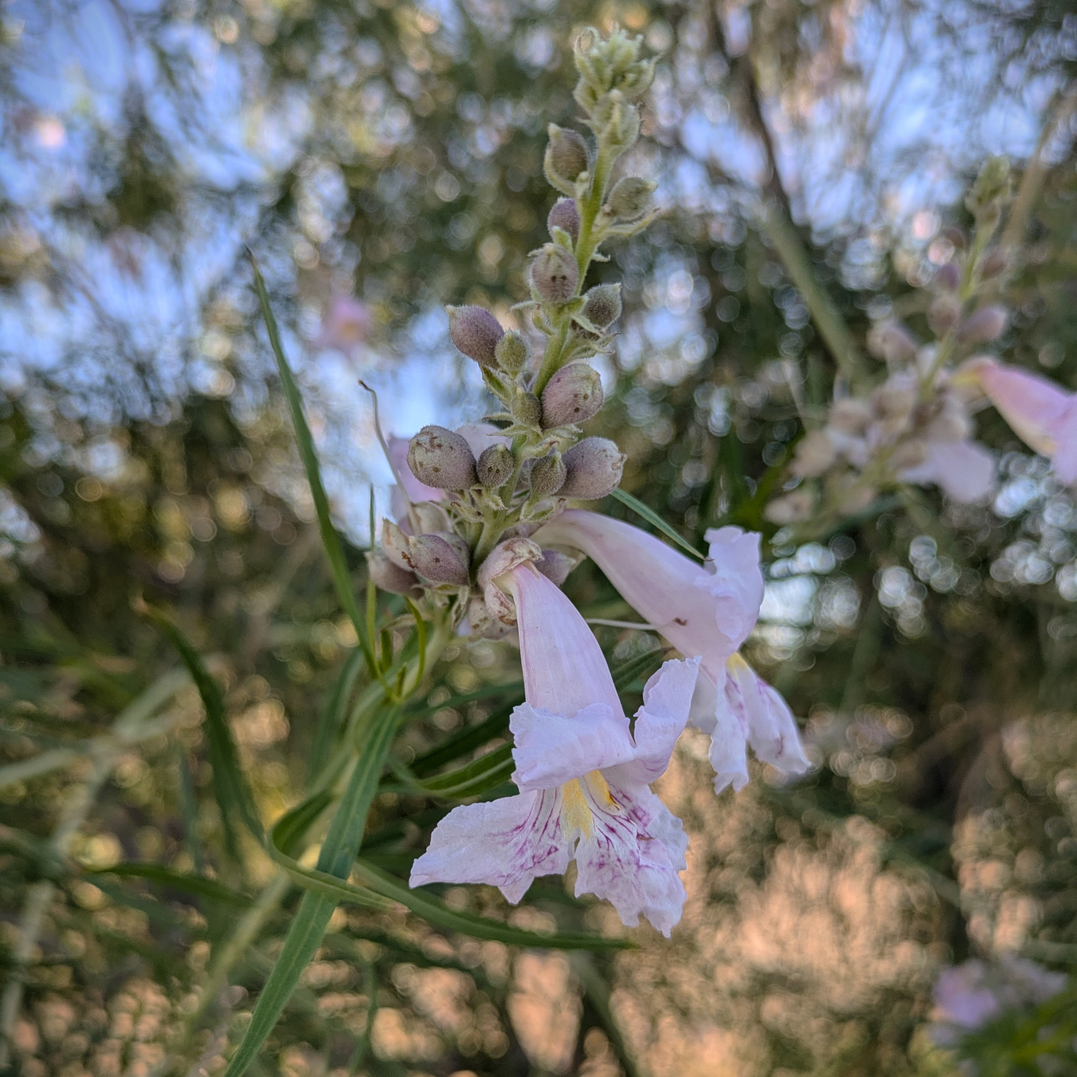 light purple flower of desert willow