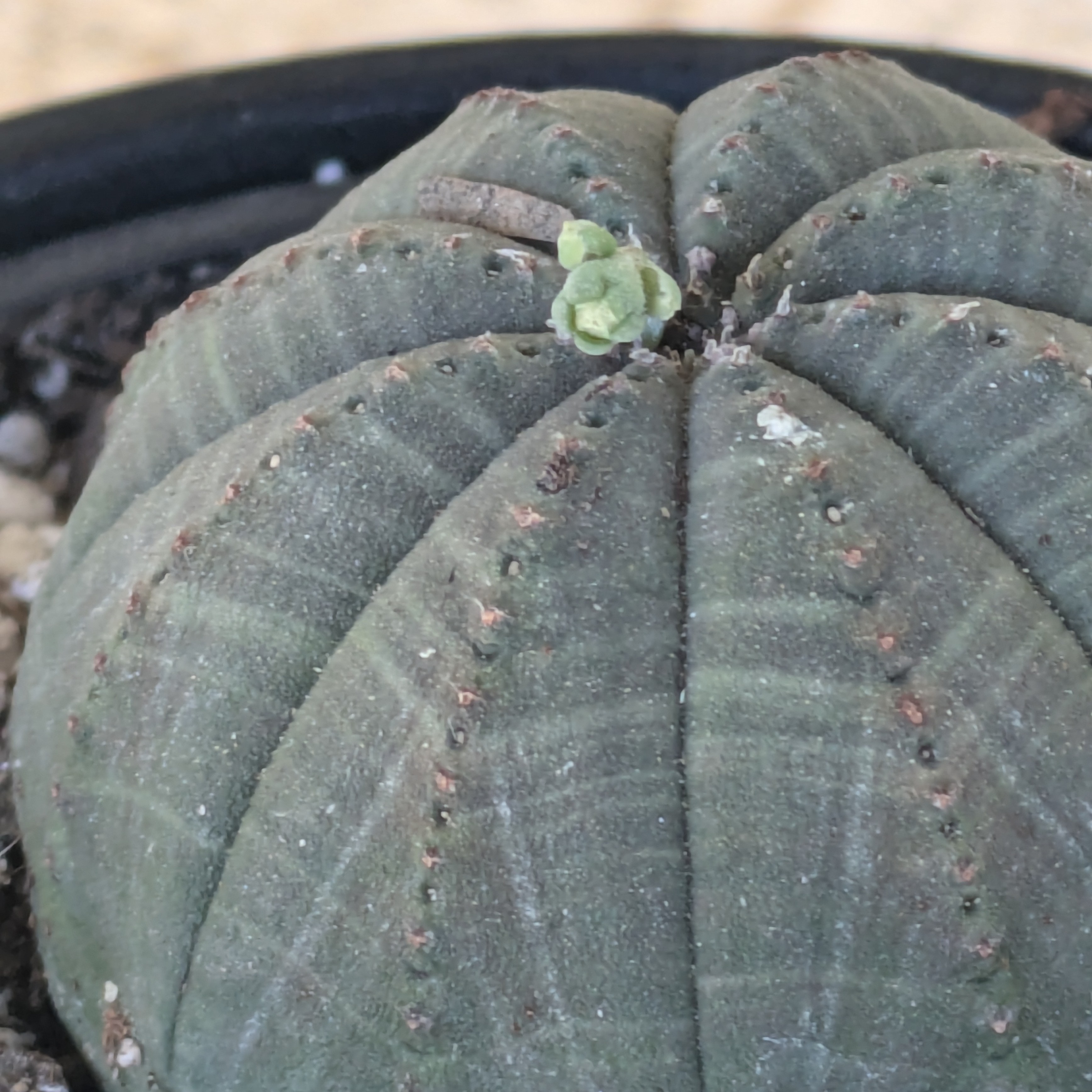 Round Euphorbia with flower bud in pot