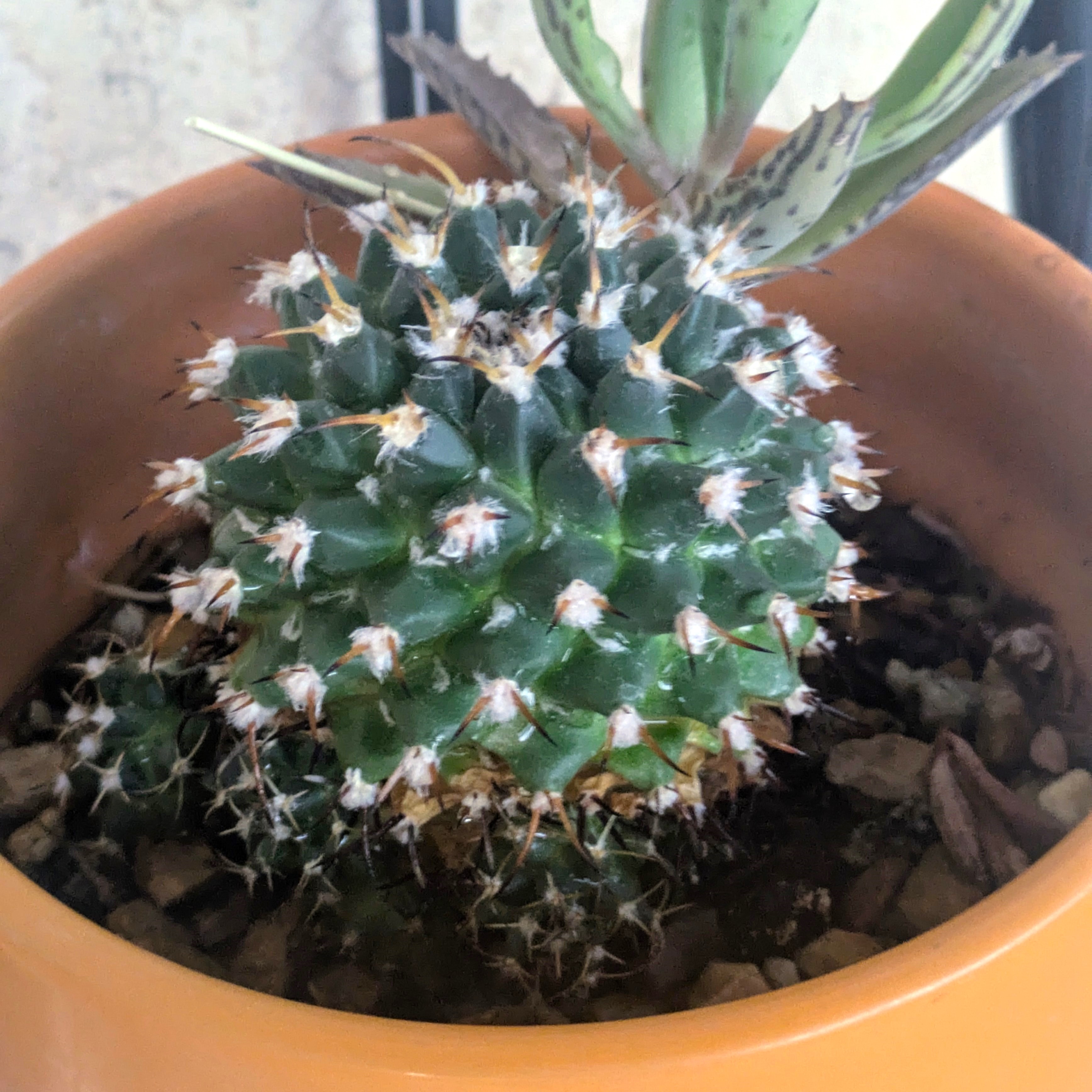 Mammillaria cactus in orange pot